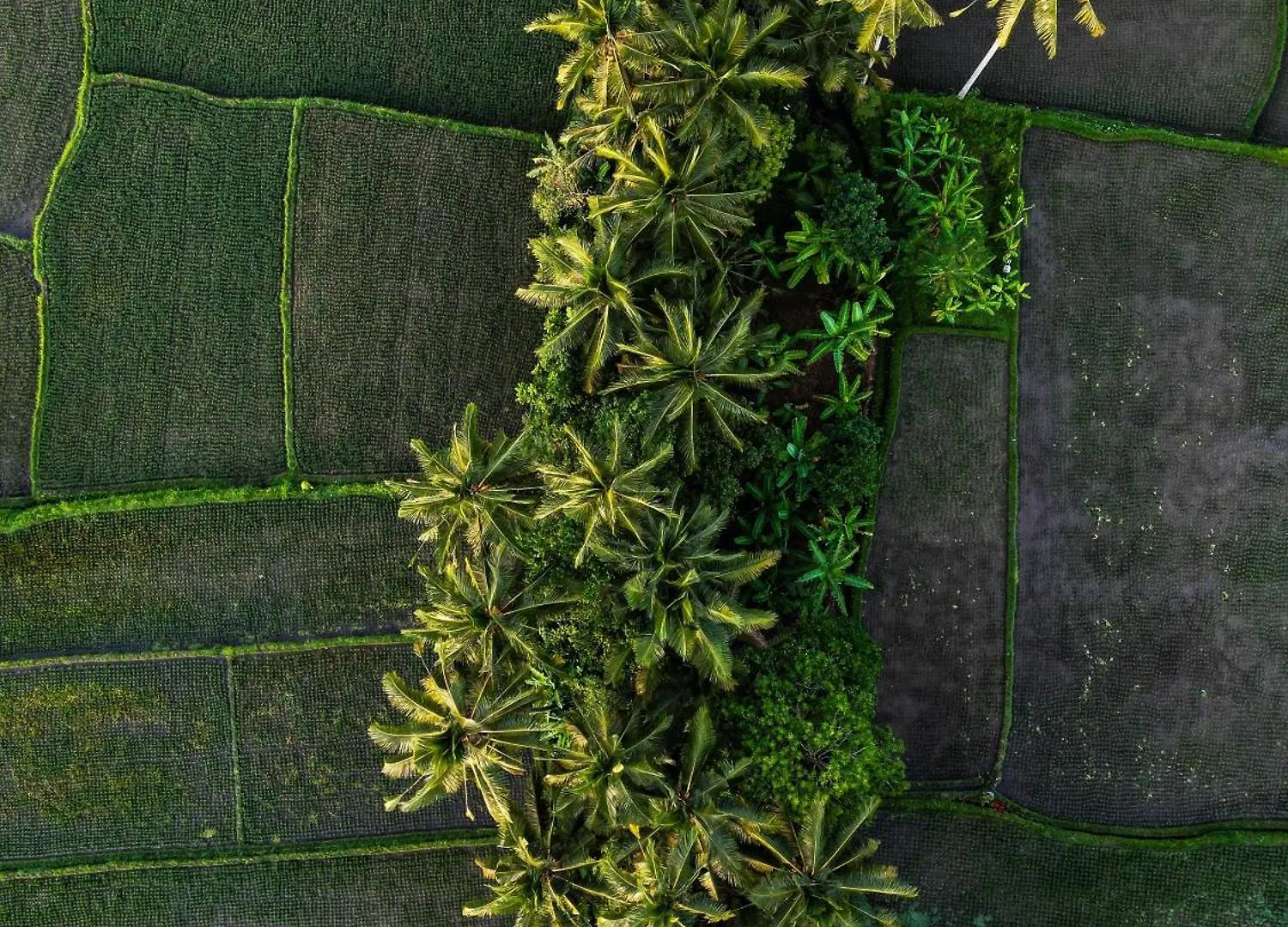 Hotel Ayu Duwur Beji à Ubud Maison d'hôtes